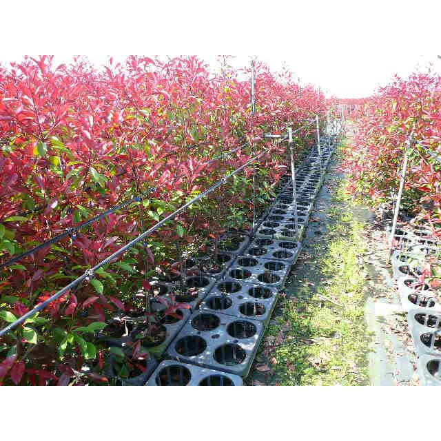 Amazon.co.jp: 苗/苗木 【5本セット】 レッドロビン 樹高0.8m前後 15cm